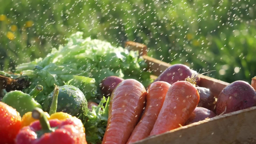 farmer market outdoor. organic vegetables with drops of water, small local farm, farming concept. Farmer selling fresh crops, tomato harvest, carrot, herbs, pepper, avocado, potato Royalty-Free Stock Footage #1054871849