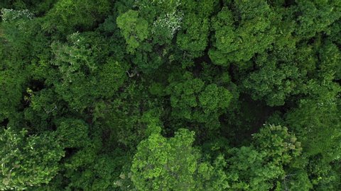 an aerial footage of rainforest from above