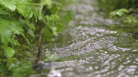 Close up shot of running water through the grass. Small Stream in rainy weather