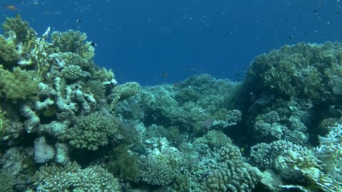 Slow Motion Life Underwater Tropical Coral Stock Footage Video (100% ...