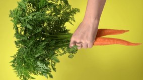 Closeup view 4k vertical video footage of single female hand holding several fresh organic orange carrots with bright long green foliage isolated on yellow background. Vegetables from eco farm concept