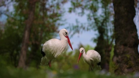 Storks walks through the green thickets of plants. Two storks stand on the grass in the wild and look at the old trees, twirl their heads