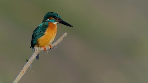 Common Kingfisher (Alcedo atthis) Danube Delta