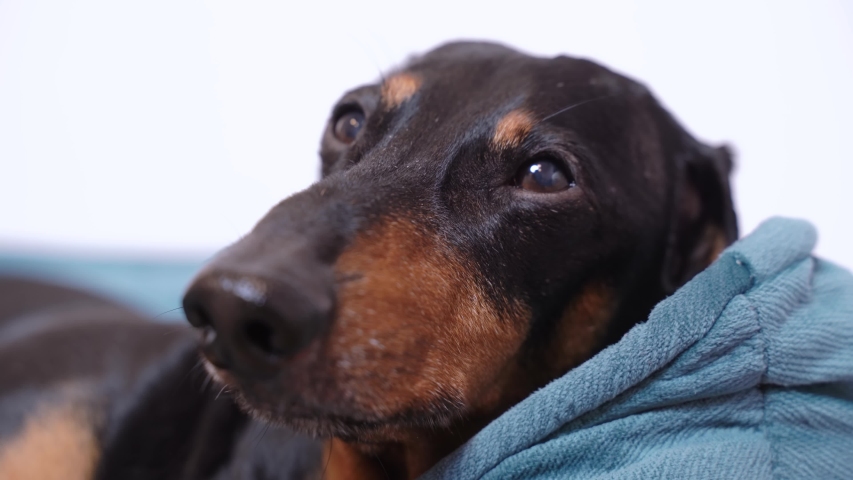 Close up of the face of a cute dachshund, black and tan, lies in bed and looks up plaintively at the owner in anticipation of a walk, food or game. Dog emotions, curiosity or interest. | Shutterstock HD Video #1054884620