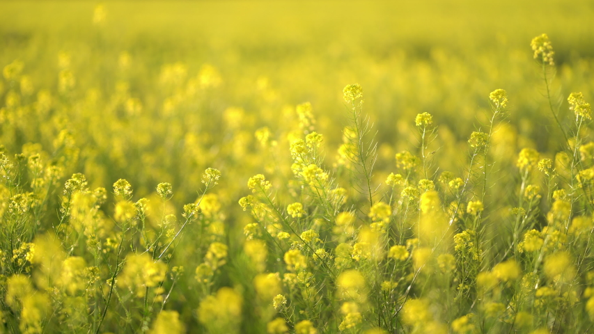 Yellow blooming canola field. Rapeseed field close up. Royalty-Free Stock Footage #1054886609