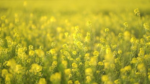 Yellow blooming canola field. Rapeseed field close up.