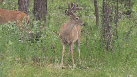 White-tailed Deer Buck Male Eating in Summer with Velvet Antlers at Salt Lick