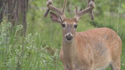 White-tailed Deer Buck Male in Summer with Velvet Antlers and Drop Tine