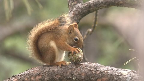Red Squirrel Eating Chewing Gnawing Ponderosa Pine Cone or Pinecone