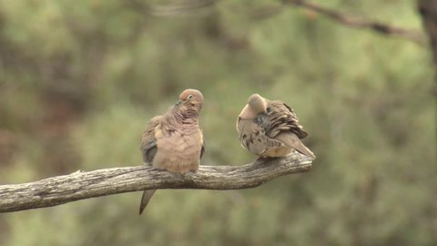 Mourning Dove Male and Female Adult Pair Preening Bonding on Branch Spring