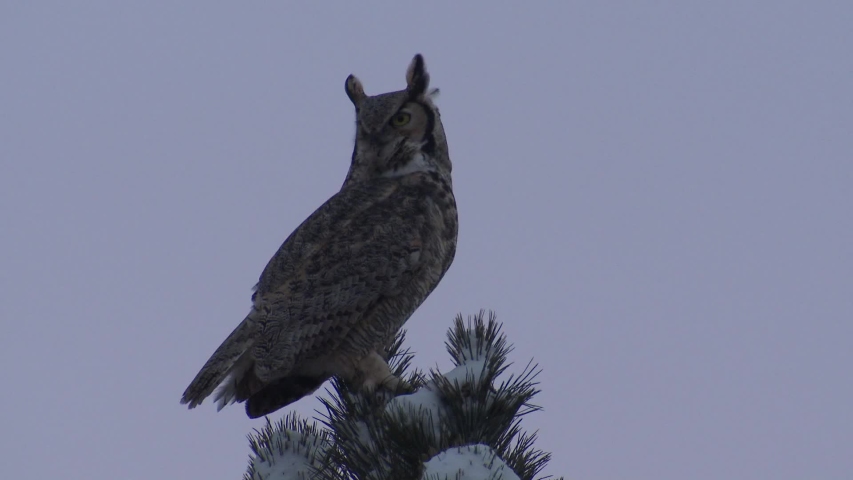 Great Horned Owl Bird Calling Communicating Hooting Top of Pine Tree in Winter Royalty-Free Stock Footage #1054890524