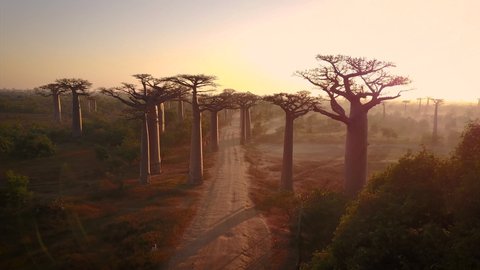 Madagascar, Avenue of the Baobabs. Baobabs Trees next to African Safari Road at Sunrise. 4k