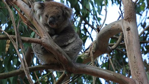 Cute koala - Kennett River, Victoria, Australia