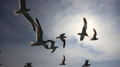 Seagulls flying with free atmosphere against background of blue sky and white clouds, Busan, South Korea. 