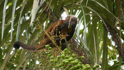 Blackheaded Capuchin Monkey of the amazon jungle, Sapajus apella, Cebus apella.