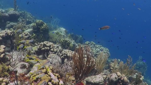 Snorkeling on tropical coral reef, warm blue ocean. Healthy underwater ecosystem with swimming fish and corals, travel video. Marine life in the sea. Adventure activity footage.