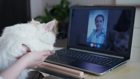 help of veterinarian online, loving caring female with her beloved cat communicates with veterinarian using modern technology webcam on laptop sitting on bed in room