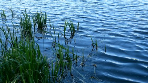 Lake or pond with ripples on water and growing reeds and grass. Beauty in nature. Close-up.