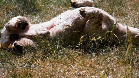 A dog rolling on his back in sunshine on grass