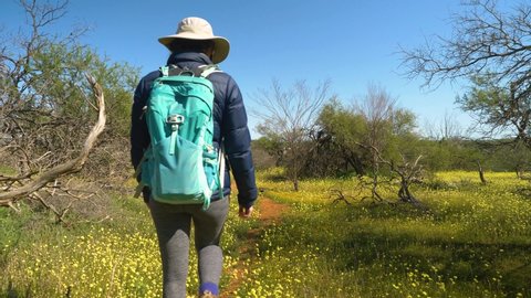 Following hiker walking trail through yellow wildflowers and gnarled trees, Western Australia