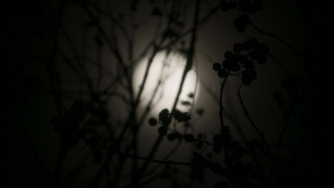 Moon Shines Through Dead Tree In Winter Night