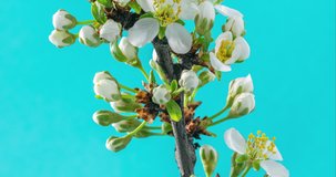 Spring flowers. Plum flowers on a plums branch blossom on a blue background. Time Lapse 4K video.