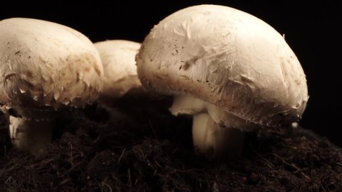 Profile view of many whole white isolated vertical and fresh raw mushrooms, black background, extreme close up pan