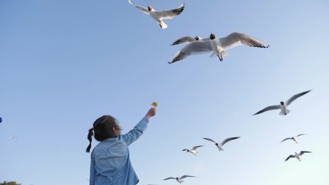 Little girl child feeds huge amount of gulls birds in sky flying over her head on Baltic sea beach