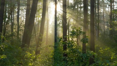 Walking through the morning forest. Sunny forest in the rays of the rising sun. Powerful trees and light haze. Magnificent sunrise in the forest, rays make their way through the branches of trees