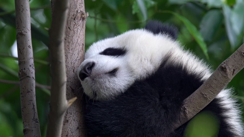 Baby giant panda waking up and falling asleep again on a tree in shade of rich green foliage. 4K | Shutterstock HD Video #1054908191