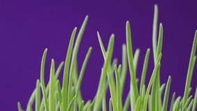 Green onion grass smooth rotation. Meditation video. Ideally ready for keying. Purple background