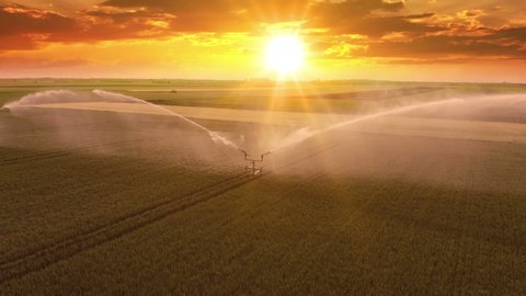 Aerial view of irrigation system rain guns sprinkler on agricultural wheat field at sunset, helps to grow plants in dry season, increases crop yields, in the background a tractor cultivates a field