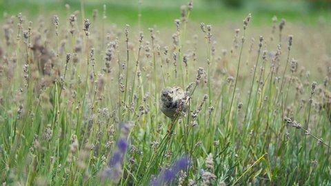 Small bird pecking on a green lavender flower field.