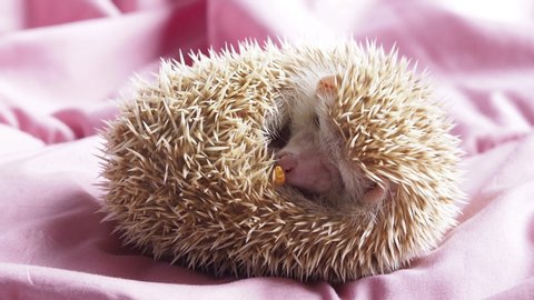 Dwarf hedgehog wakes up because he smells a grill worm and eats it. Hungry hedgehog.