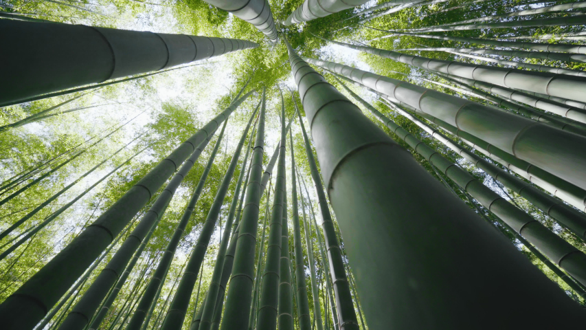 Bamboo forest in Kyoto, Japan. It is a view from the low angle of the bamboo forest. 2,000 Moso bamboo shows many faces depending on the angle of the sun. Royalty-Free Stock Footage #1054914974