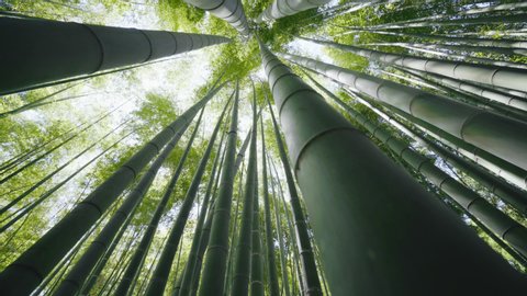 Bamboo forest in Kyoto, Japan. It is a view from the low angle of the bamboo forest. 2,000 Moso bamboo shows many faces depending on the angle of the sun.
