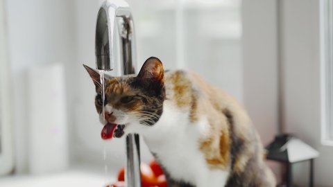 Cat drinks water from the tap
