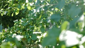 Sunshine through green leaves. small green apples growing on tree. Natural backlight effect with lens flare. Apple tree branches swinging from wind with active throbbing light background. 4 k video