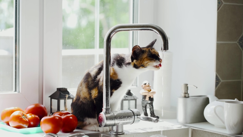 the cat drinks tap water from the tap. The cat is sitting on the sink near the window. Nearby are red tomatoes Royalty-Free Stock Footage #1054921391