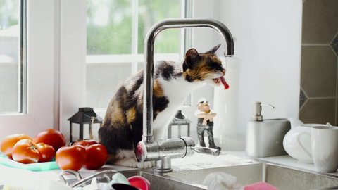 the cat drinks tap water from the tap. The cat is sitting on the sink near the window. Nearby are red tomatoes