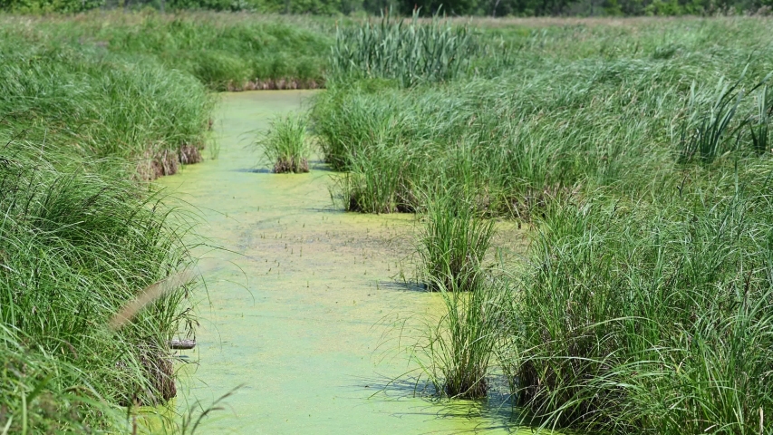 tall grass sways wind green swamp Stock Footage Video (100% Royalty ...