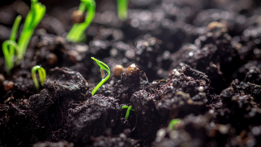 time lapse. Cilantro seeds germinate in the ground. Microgreen, growing seedlings at home. Farm products, healthy nutrition. Organic food. Royalty-Free Stock Footage #1054923113