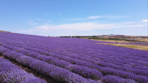 Lavender field landscape drone shot with magenta colors against blue sky. Aerial top day view of blooming Lavandula flowers with violet bushes at an agricultural terrain in Chalkidiki, Greece.