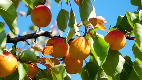 fresh apricots bunch on a tree