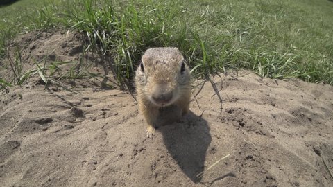 Portrait of ground squirrel. Rodent climbs out of hole. Stir his nose. Close-up. Sand, green grass.