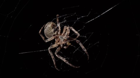 Big spider making web at night. Large spider on web. Spider on web
