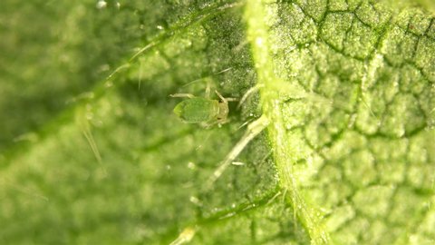 Aphid under a microscope, an insect living on leaves of trees and shrubs, feeds on plant sap, many are dangerous pests of cultivated plants