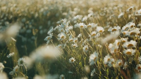 White daisy flowers field meadow in sunset lights. Field of white daisies in the wind swaying close up. Concept: nature, flowers, spring, biology, fauna, environment, ecosystem วิดีโอสต็อก