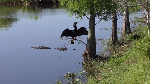 anhinga and alligator in Florida wetlands
