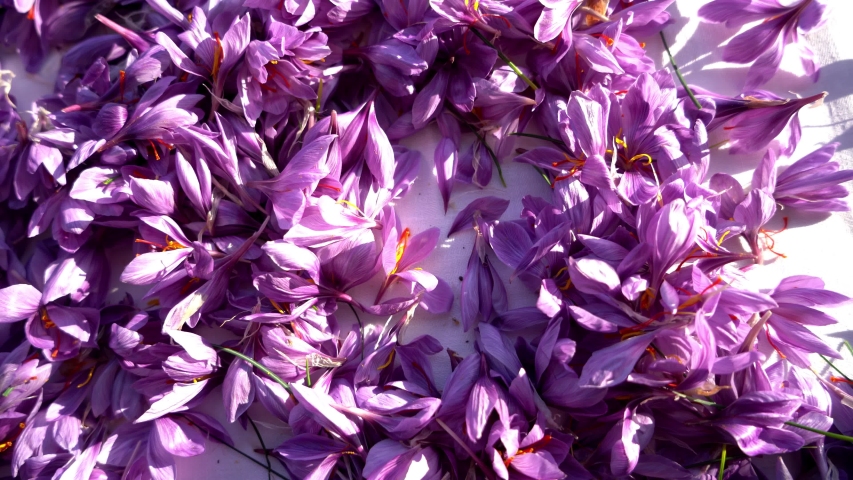 Collected herbal flowers. Saffron flowers on table.Top view.Purple flower, crocus, saffron. | Shutterstock HD Video #1054931522
